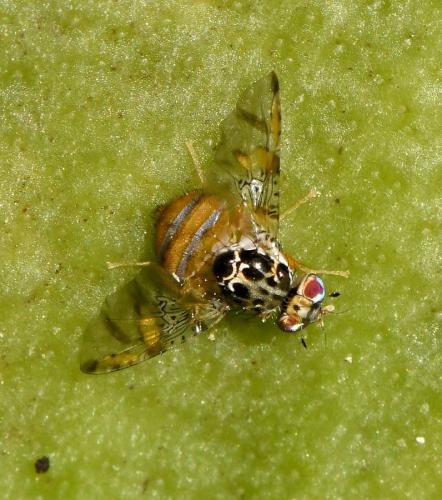 Réf. 217 382 : Ceratitis capitata
